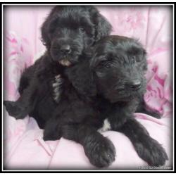 Labradoodle pups F3 50-60cm. Hypoallergeen