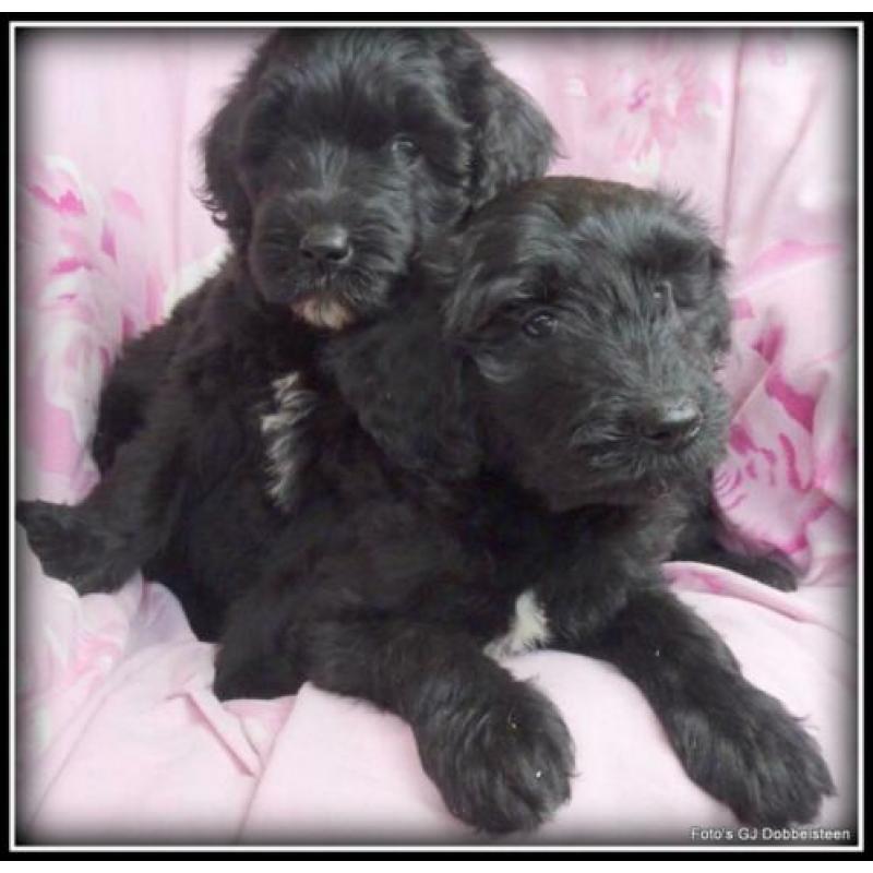 Labradoodle pups F3 50-60cm. Hypoallergeen