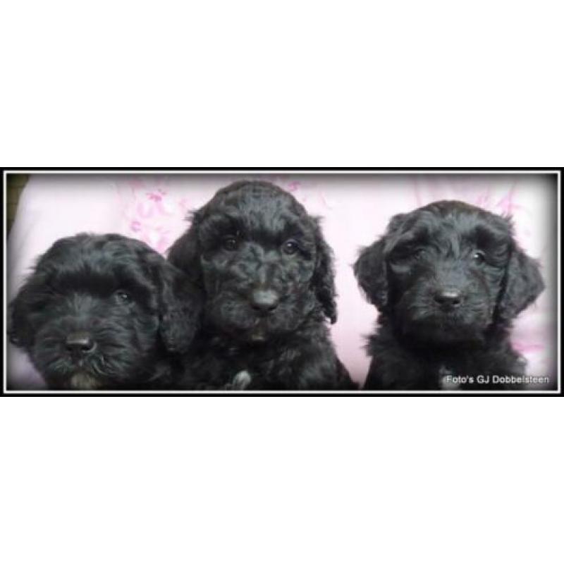 Labradoodle pups F3 50-60cm. Hypoallergeen