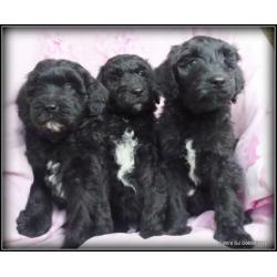 Labradoodle pups F3 50-60cm. Hypoallergeen