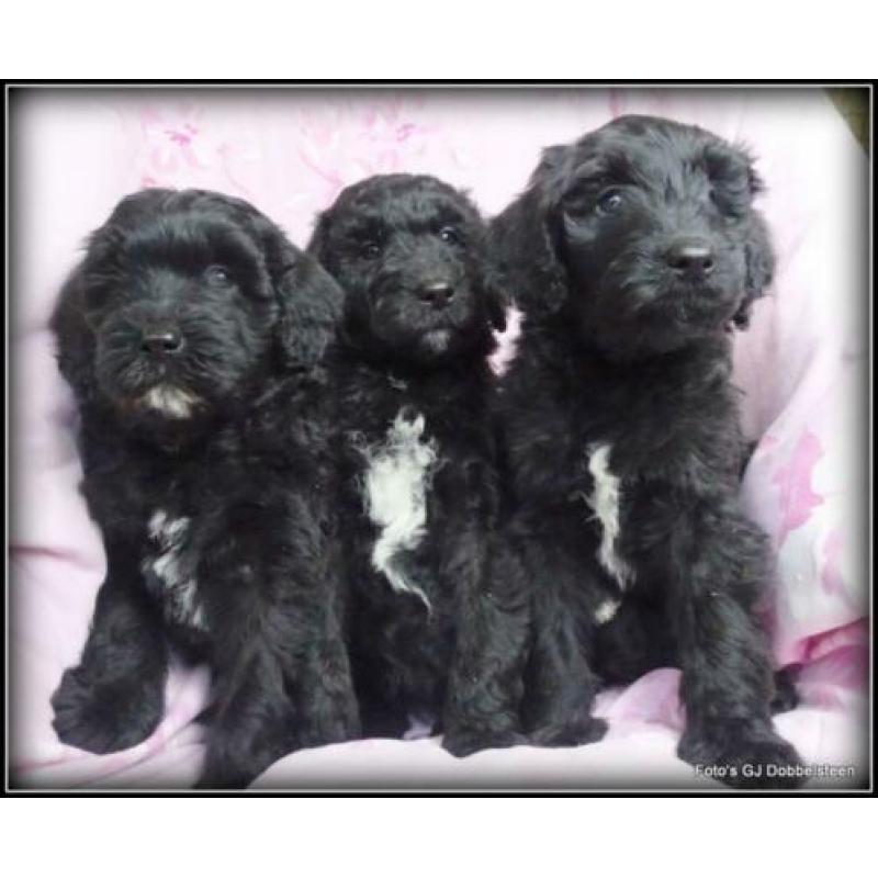 Labradoodle pups F3 50-60cm. Hypoallergeen