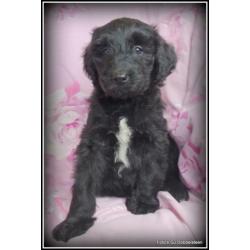 Labradoodle pups F3 50-60cm. Hypoallergeen