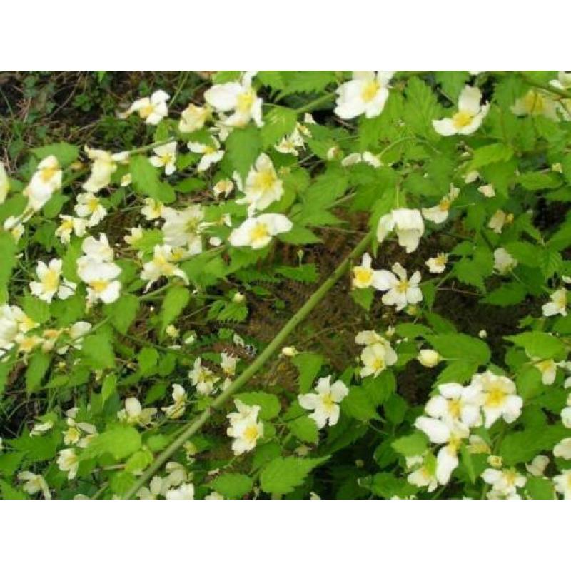 Gezocht : witte Kerria Japonica alba picta variegata