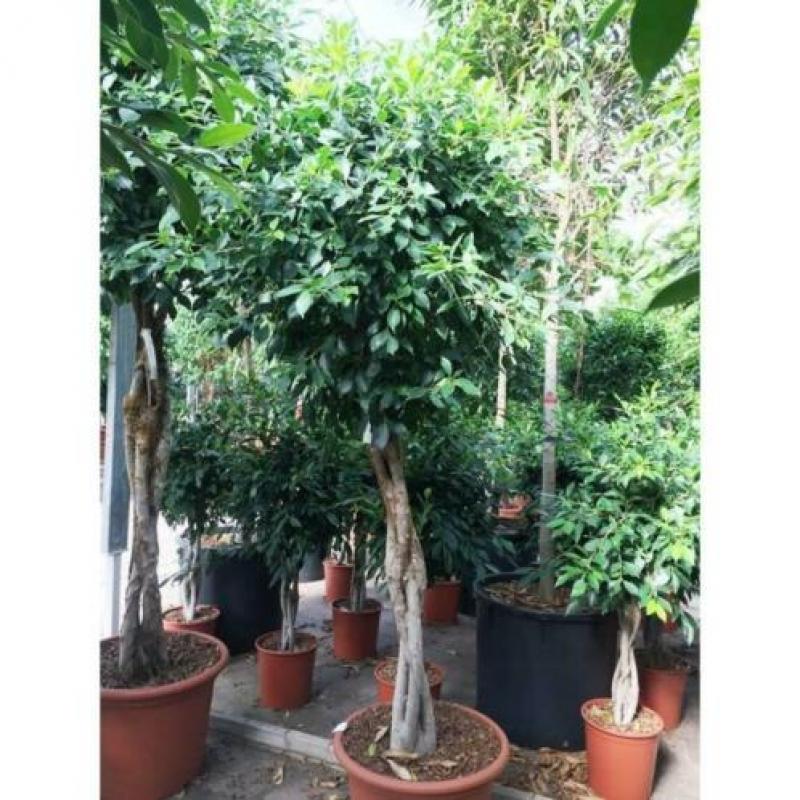 Ficus 'nitida' 230-240cm - Stam Etage art19024