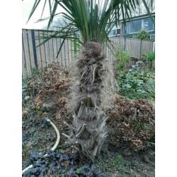 ???? Trachycarpus fortunei palmboom winterhard