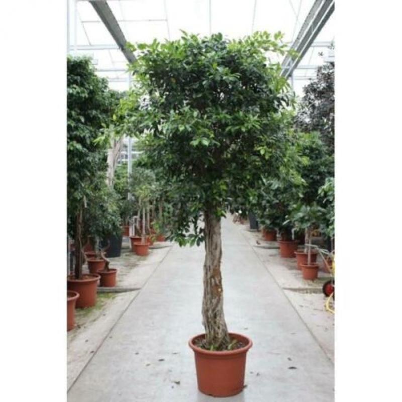 Ficus 'nitida' 230-240cm - Stam Etage art19024