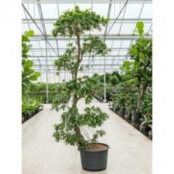 Ficus 'nitida' 230-240cm - Stam Etage art19024