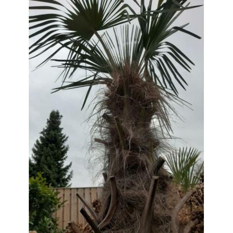 ???? Trachycarpus fortunei palmboom winterhard