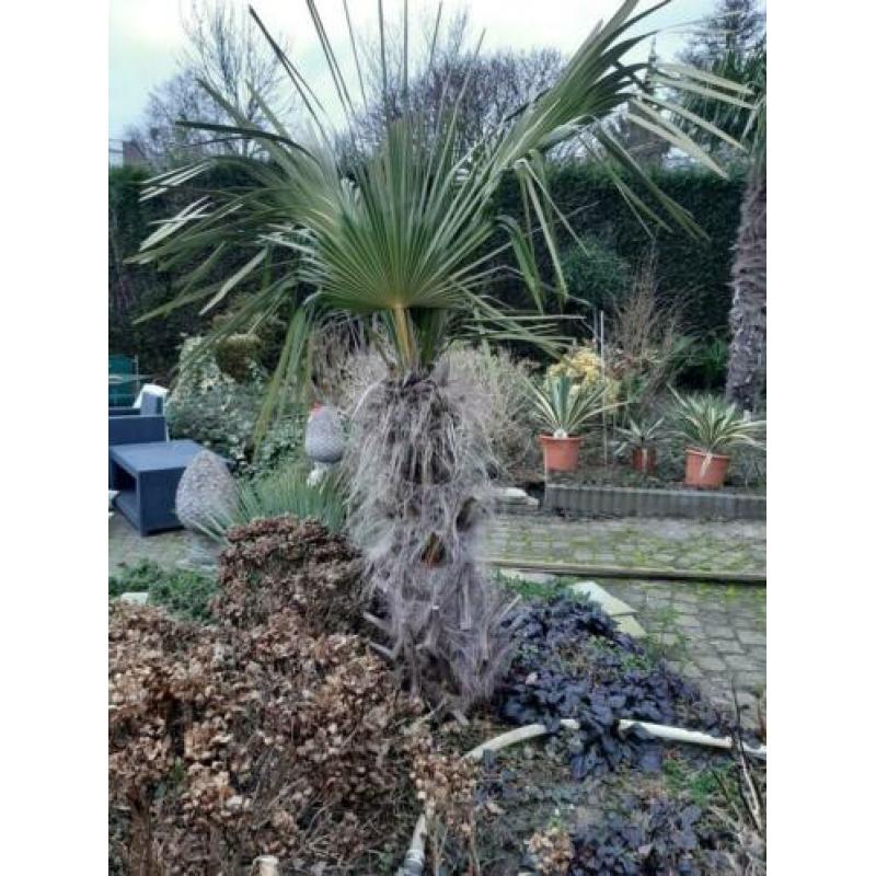 ???? Trachycarpus fortunei palmboom winterhard