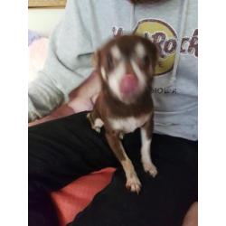 Lieve choco chihuahua teefje