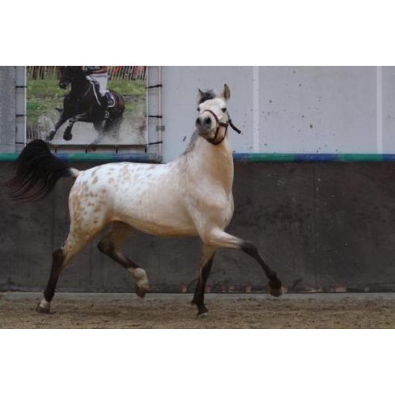 Unique verschijning deze PRE kruising appaloosa hengst!