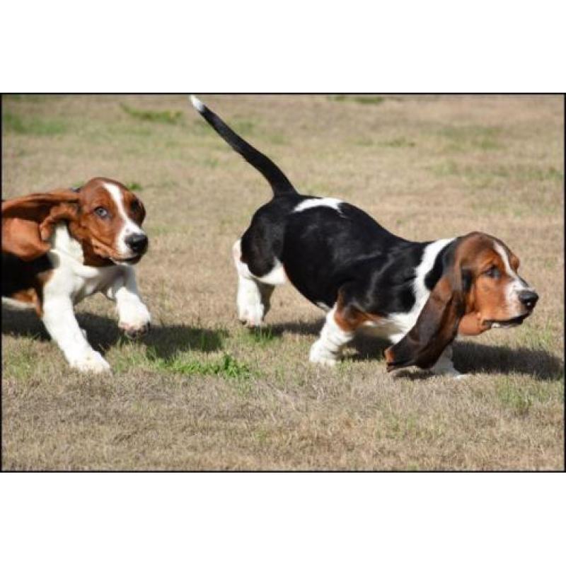 Basset pups