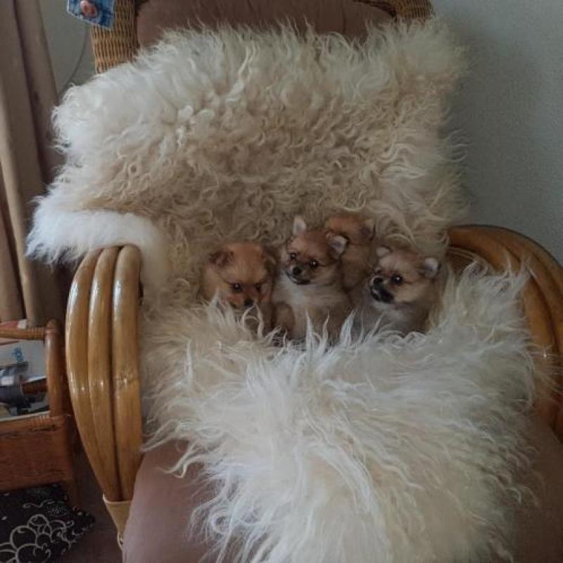 Mooie lieve pomeriaan pomchi pups.