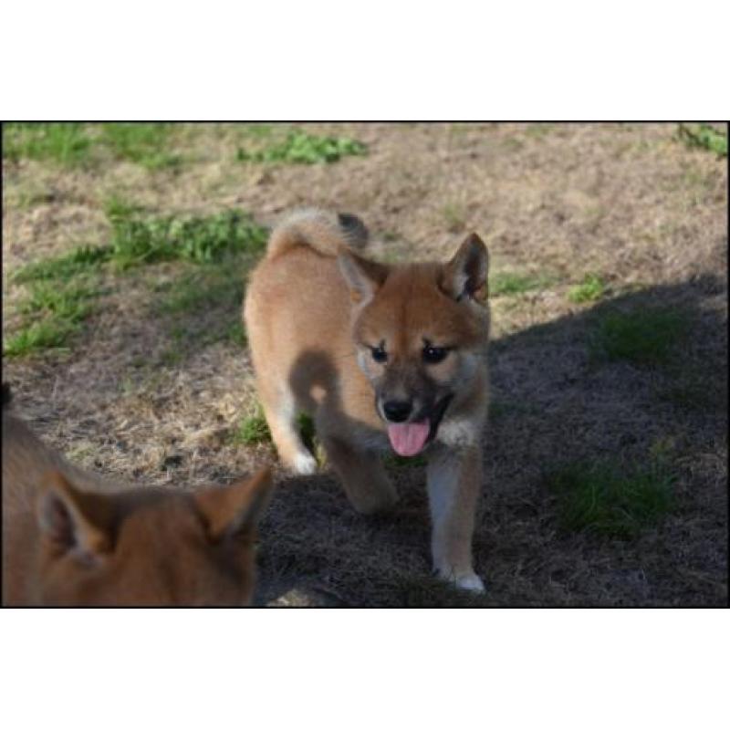 Shiba inu pups