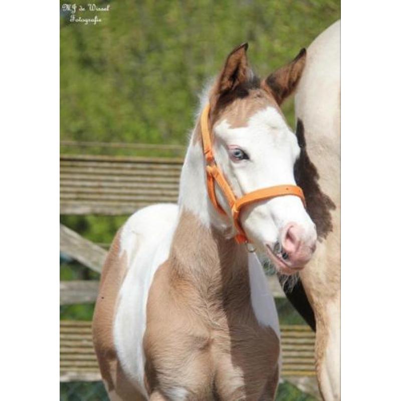 Leuke Paint horse veulens van 2018 te koop