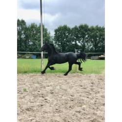 Friese 2 jarige hengst , 17 jarige merrie en merrieveulen