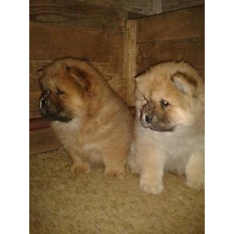 chow chow pups zoeken thuis!