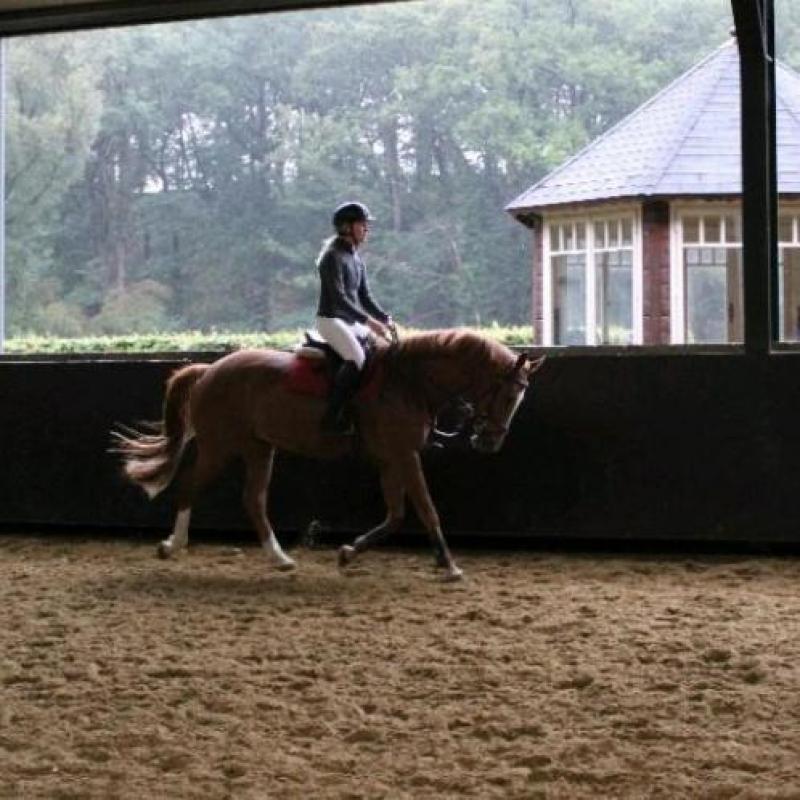 Super braaf en lief 3-jarig recreatiepaard, springen gefokt