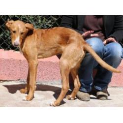 ACE: Niven, Podenco, pup van ca 11 mnd, leuk gezinshondje