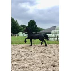 Friese 2 jarige hengst , 17 jarige merrie en merrieveulen