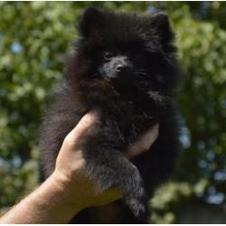 Pomeriaantjes pups zoeken thuis!