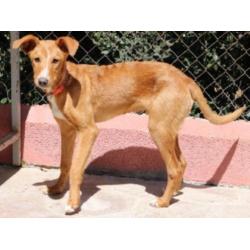 ACE: Niven, Podenco, pup van ca 11 mnd, leuk gezinshondje