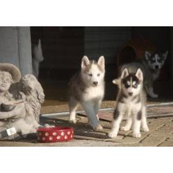 Husky pups uit nest te kiezen