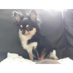 Klein black and tan chihuahua teefje langharig