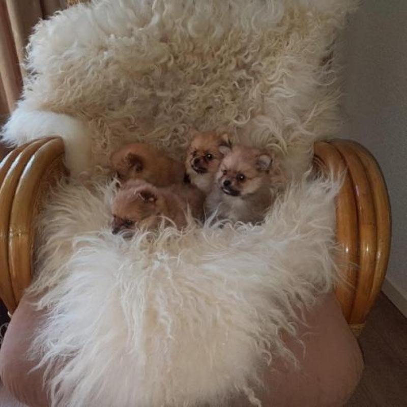 Mooie lieve pomeriaan pomchi pups.