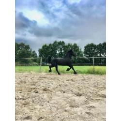 Friese 2 jarige hengst , 17 jarige merrie en merrieveulen