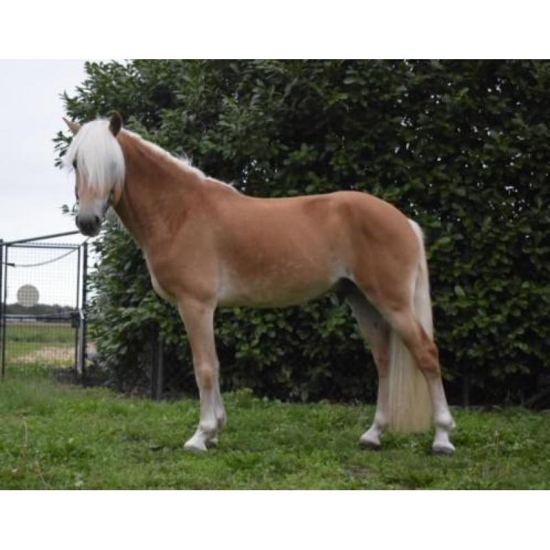 Haflinger hengst 3 jaar