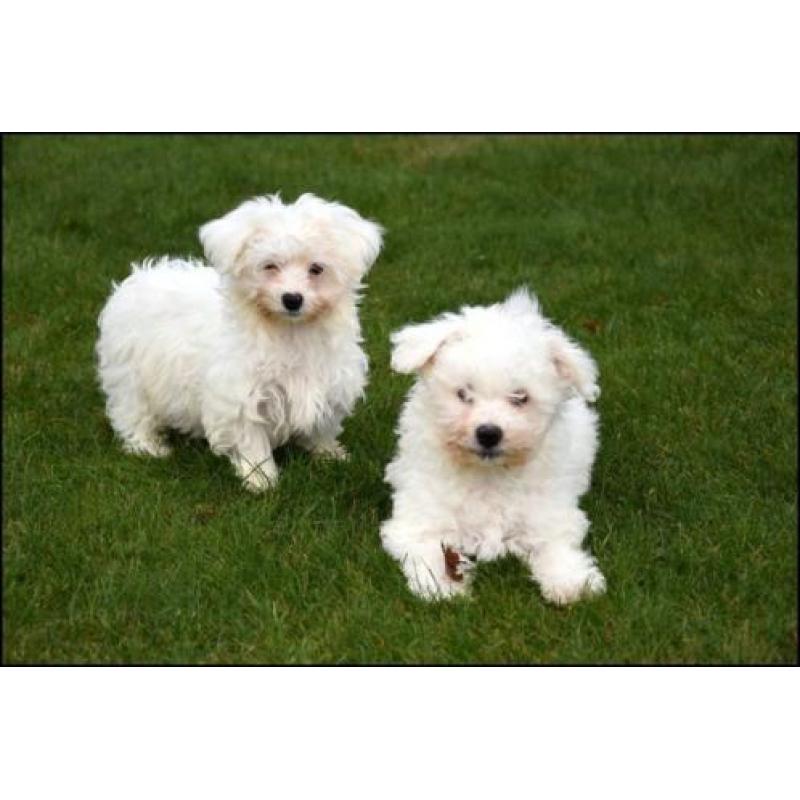 Maltezer pups