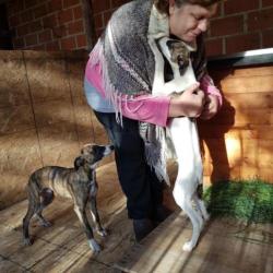 Zeer mooie en lieve whippet pups