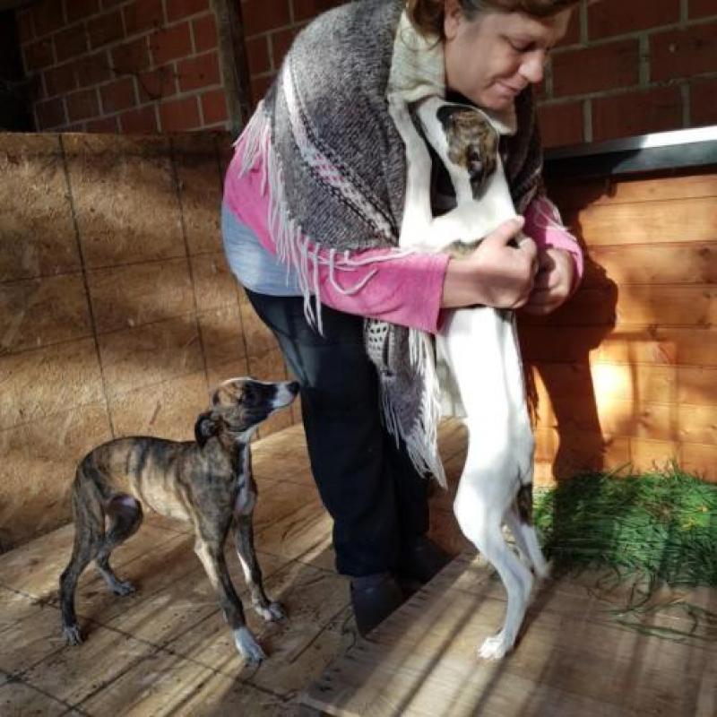 Zeer mooie en lieve whippet pups