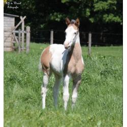 Leuke Paint horse veulens van 2018 te koop