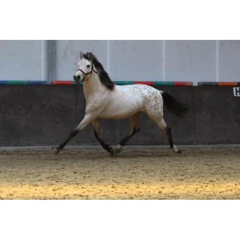 Unique verschijning deze PRE kruising appaloosa hengst!