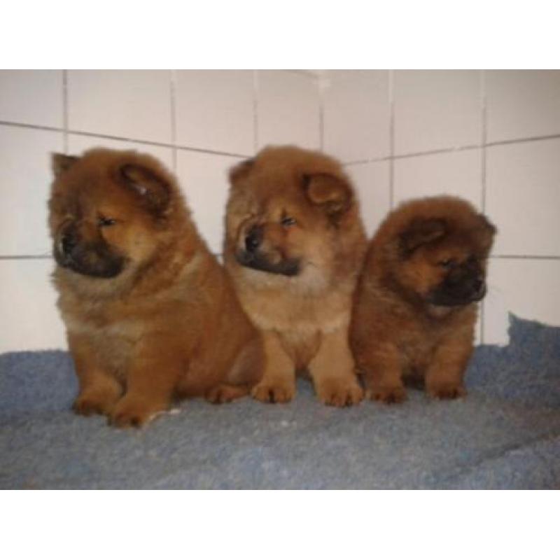 chow chow pups zoeken thuis!